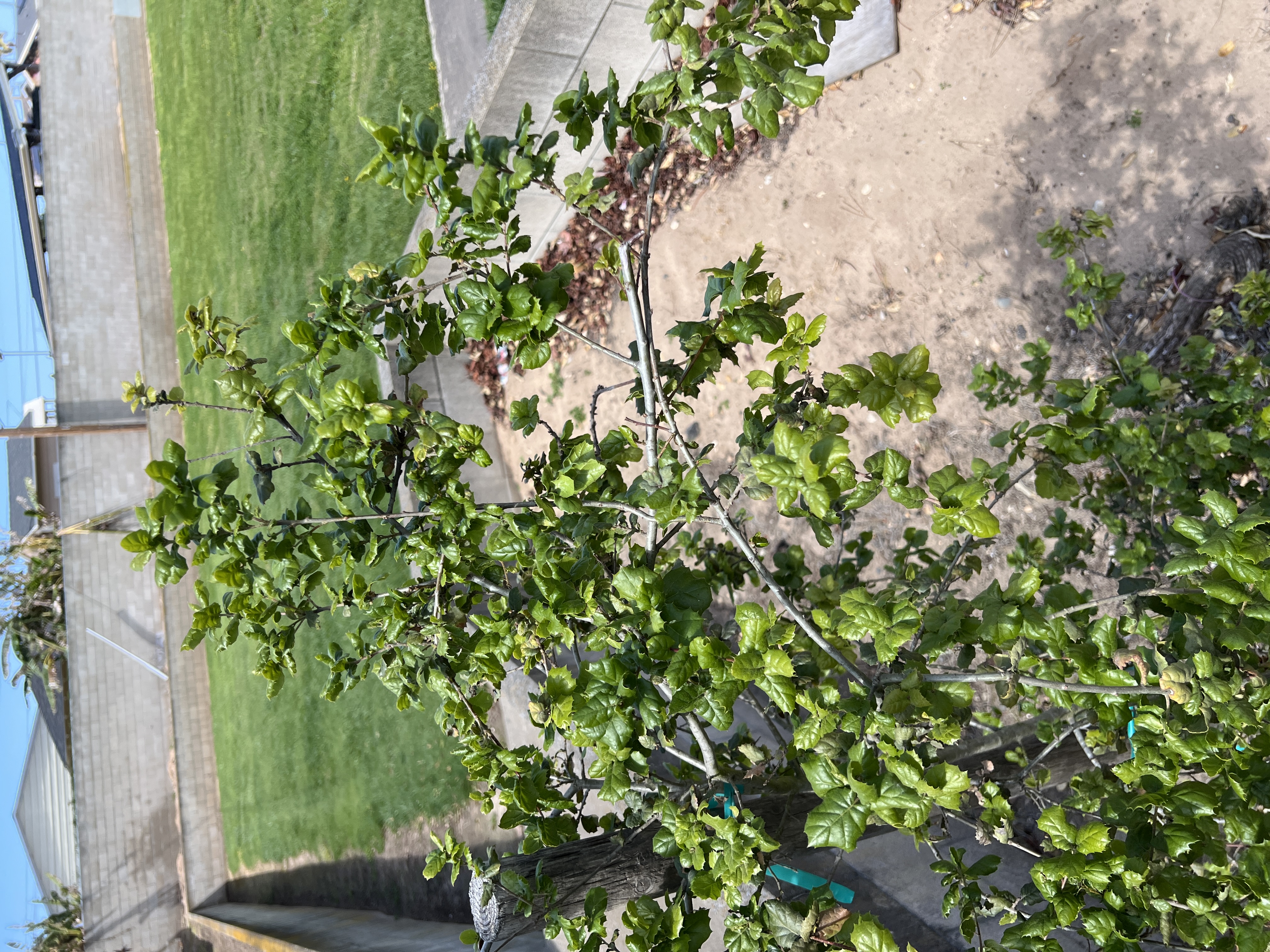 IMG_7118.jpg